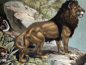 Lion - i "Natural History of Mammals", red. Schreiber, München av German School