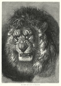 Lejon: djurens kung (litho) av German School