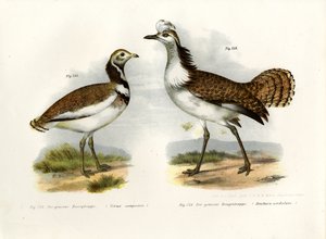 Lilla bustard, 1864 av German School