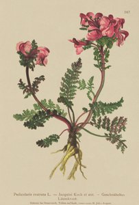 Långnäsört (Pedicularis rostrata) av German School