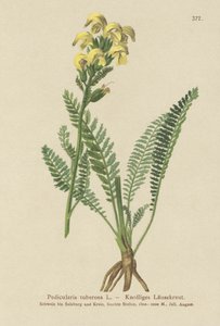 Långnäbbad gul lusseört (Pedicularis tuberosa) av German School