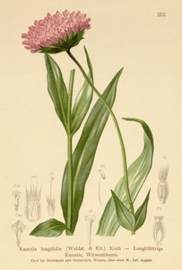 Långbladig änkeblomma (Knautia longifolia) av German School