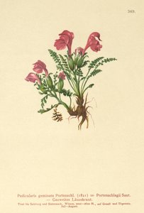 Lösört (Pedicularis geminata, Pedicularis Portenschlagii, Pedicularis pumila) av German School