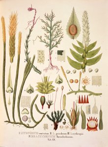 Lycopodium och Brachymenium, bord XX från 