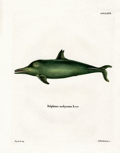 Malayan Dolphin (färgad gravyr) av German School