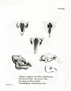 Manatee Skulls (färgad gravyr) av German School