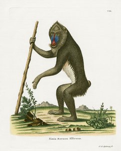 Mandrill (färgad gravyr) av German School