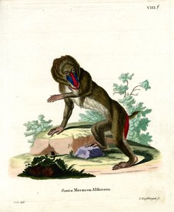 Mandrill (färgad gravyr) av German School