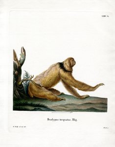 Maned Sloth (färgad gravyr) av German School