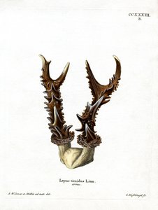 Mountain Hare Antlers (färgad gravyr) av German School