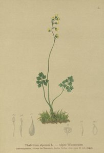 Meadow-rue (Thalictrum alpinum) av German School