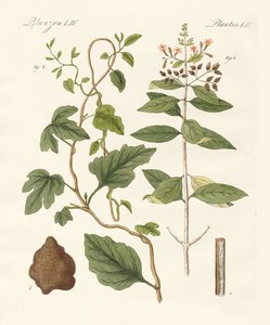 Medicinska växter av German School