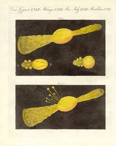 Meteor (färgad gravyr) av German School