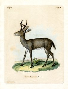 Mexikanska rådjur (färgad gravyr) av German School