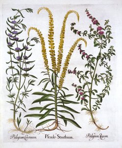 Mignonette, Pennyroyal och Marsh Mint, från Hortus Eystettensis, av Basil Besler (1561-1629), pub. 1613 (handfärgad gravyr) av German School
