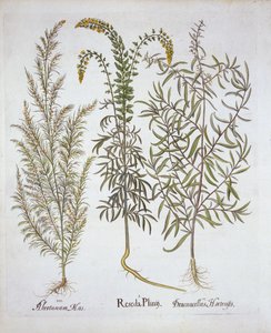 Mignonette, Southernwood och Tarragon, från Hortus Eystettensis, av Basil Besler (1561-1629), pub. 1613 (handfärgad gravyr) av German School