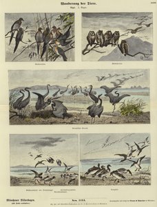 Migration av djur