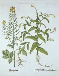 Gingkrasse och vit senap, från Hortus Eystettensis, av Basil Besler (1561-1629), pub. 1613 (handfärgad gravyr) av German School
