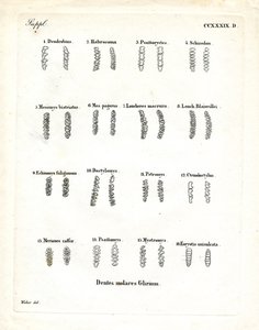 Molarer (färgad gravyr) av German School