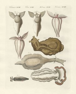 Mollusker (färgad gravyr) av German School