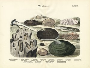 Mollusker, ca 1860 (färglitografi) av German School