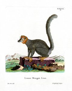 Mongoose Lemur (färgad gravyr) av German School