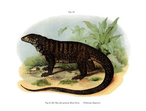 Monitor Lizard (färg litho) av German School