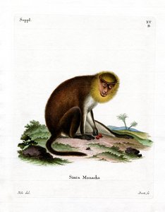 Monk Saki (färgad gravyr) av German School
