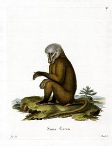 Monkey (färgad gravyr) av German School