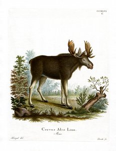 Älg (färgad gravyr) av German School