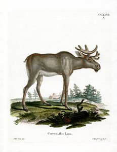 Älg (färgad gravyr) av German School