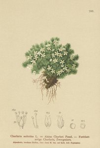 Mossig Cyphel (Cherleria sedoides, Minuartia sedoides, Alsine Cherleri) av German School