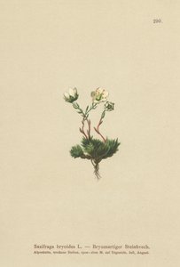 Mossig saxifrage (Saxifraga bryoides) av German School
