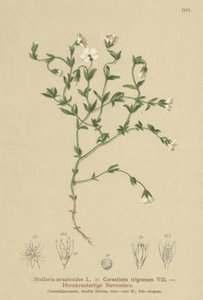 Bergsgräs (Stellaria cerastioides, Cerastium trigonum) av German School