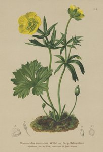 Bergskråkfot (Ranunculus montanus) av German School