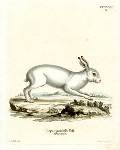 Mountain Hare (färgad gravyr) av German School