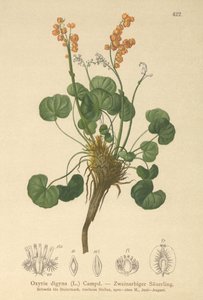 Bergssorrel (Oxyria digyna) av German School