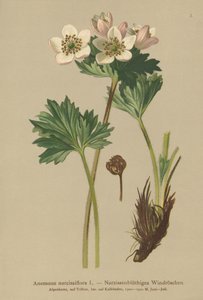 Narcissusblommande anemone (Anemone narcissiflora) av German School