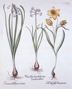 Narcissus, tulpan och sommarsnöflinga, från Hortus Eystettensis, av Basil Besler (1561-1629), pub. 1613 (handfärgad gravyr) av German School