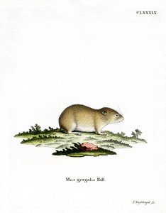 Smalhårig sork (färgad gravyr) av German School