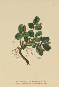 Nätbladig pil (Salix reticulata) av German School