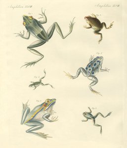 Nyupptäckta grodor och paddor (färgad gravyr) av German School