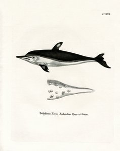 New Zealand Dolphin (färgad gravyr) av German School