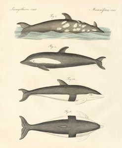 Nya delfiner (färgad gravyr) av German School