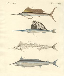 Ny makrillliknande fisk (färgad gravyr) av German School