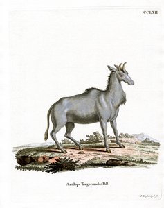 Nilgai (färgad gravyr) av German School