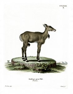 Nilgai (färgad gravyr) av German School
