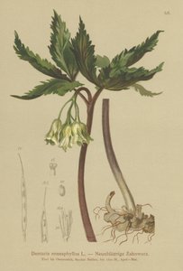 Niobladig korallört (Dentaria enneaphyllos) av German School