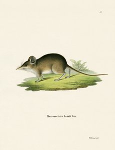 Nordafrikansk Elephant Shrew av German School