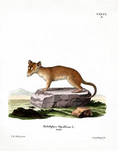 North American Opossum (coloured engraving) av German School